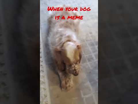 SCOOBY?#funny #dogs #dogslovers #cockerspaniel #cute #spooky