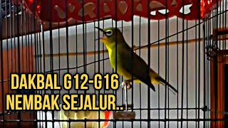 Download lagu PLECI G12-G16 DAKBAL NEMBAK SEJALUR || COCOK BUAT MASTERAN.. mp3