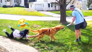 Dog Greeting Mailman Fail 😂  Try Not To LAUGH Challenge Compilation