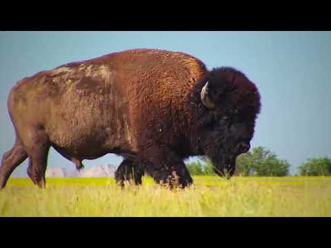 Thunder Buffalo Goes Home   BVv2