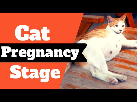 Is My Cat Pregnant : The 5 Stages of Cat Pregnancy ! Cat Health Tips 2020
