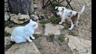 Video preview image #3 Border-Aussie Puppy For Sale in BLUE RIVER, WI, USA
