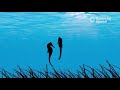 The Magical Seahorse Mating Ritual