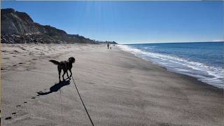 Berea The Labradoodle Visits The Beach For The First Time!