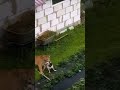 Mountain Lion Attacks Dog