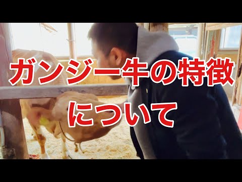 , title : 'ガンジー牛の特徴について'