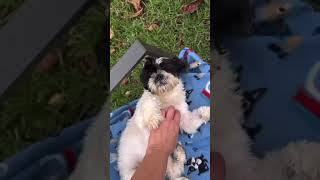 Video preview image #1 Shih Tzu Puppy For Sale in Weston, FL, USA
