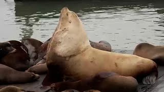 El lobo marino gigante «Chonkers» atrae a las multitudes en San Francisco