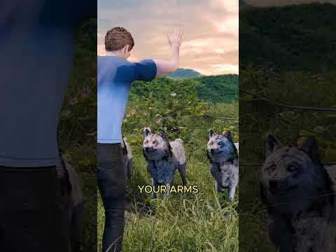 How To Survive A Wolf Attack #shorts