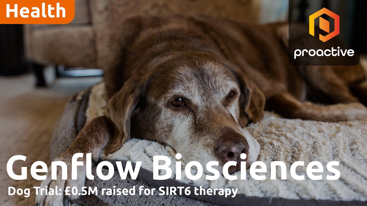 Genflow's dog gene trial: £500K raised for SIRT6 therapy
