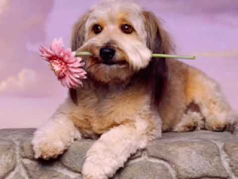 HUGO BLANCO - EN MI CUMPLEAÑOS