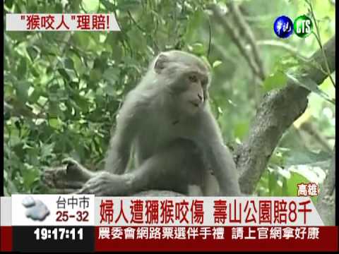 全台第一例! 獼猴咬傷人理賠8千