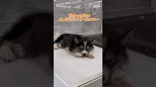 #犬 #いぬ #いぬのいる生活 #サモエド #サモスキー #ハスキー #犬との暮らし #犬のいる暮らし #犬のいる生活 #犬動画 #いぬすたぐらむ #いぬのいる暮らし #サモハス