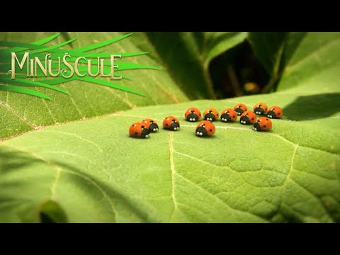 Minuscule - At full speed / à Toute Berzingue (Season 2)