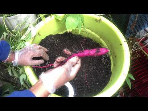 Harvesting Sweet Potato Part 2 From My Container Vegetable Garden. 2020  Y3  V58