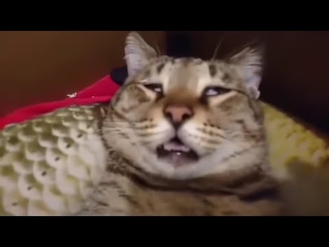 Критическое повреждение двигателя, движение невозможно