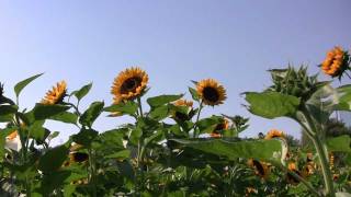 preview picture of video '大阪･枚方 穂谷 ひまわりとコスモス 2011/10 Cosmos flowers&sunflowers'