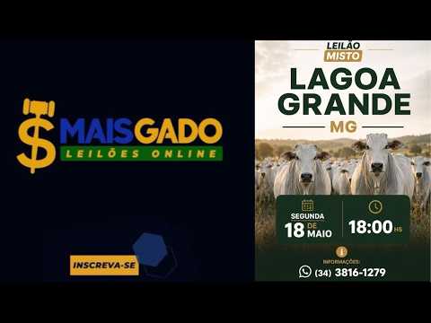🐂🐄🐃 LEILÃO MISTO DE BOVINOS - LAGOA GRANDE/MG - MAIS GADO LEILÕES 🐂🐄🐃