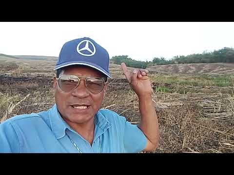 CANAL CICERO PRANCHETA DIRETO DÁ FAZENDA SANTA LUZIA DO MUNDAL SATUBA AL 04 12 25 
