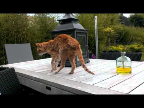 Mautje on the garden table