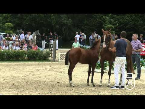RD084 Stutfohlen von Cascadello I   Quidam de Revel   Baloubet de Rouet Apple Geräte HD Höchste Qu