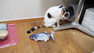 ペットの早食い防止フードボウルと魚のオモチャ