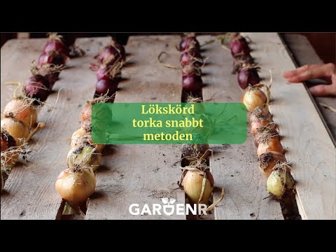 Skörda lök snabbt och effektivt - Trädgårdshacks med GardenR