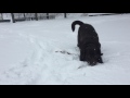 Snow Day With Leonardo The Chocolate Labrador Brooklyn NY