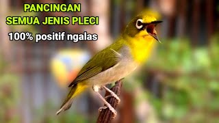 Download lagu pleci gacor ngalas manggil pleci lain - bikin pleci bahan cepat bunyi. mp3 Download lagu pleci gacor ngalas manggil pleci lain - bikin pleci bahan cepat bunyi. mp3