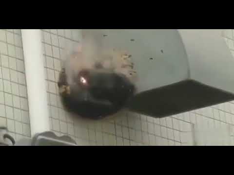 ブラックポプラ 植物