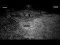 Badger Frightened The Black Cat ‍ In My Garden