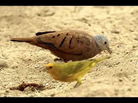 Canário Malandrinho - Tião Carreiro e Paraíso