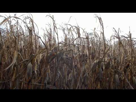 gespenstisch todgraues Maiskolbenfeld