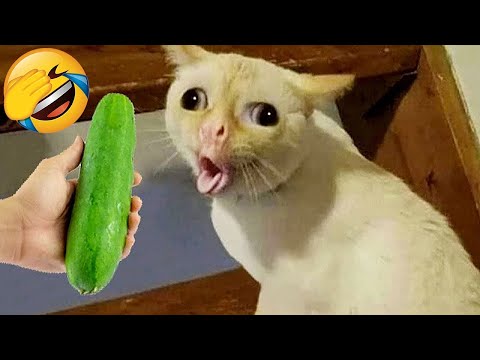 Funniest Animals 😄 New Funny Cats and Dogs Videos 😹🐶 Part 6