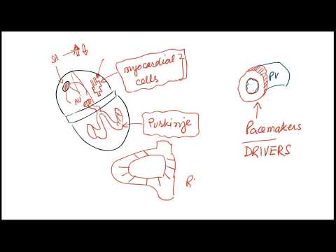 EKG - Enhanced Automaticity, Drivers, Reentry, Triggered Events