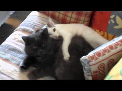 my cats Arun and Surin August 2013