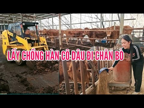 631🇰🇷 VIETNAMESE BRIDE MARRIED TO KOREAN MAN HAS TO WORK AS A COWHERDER