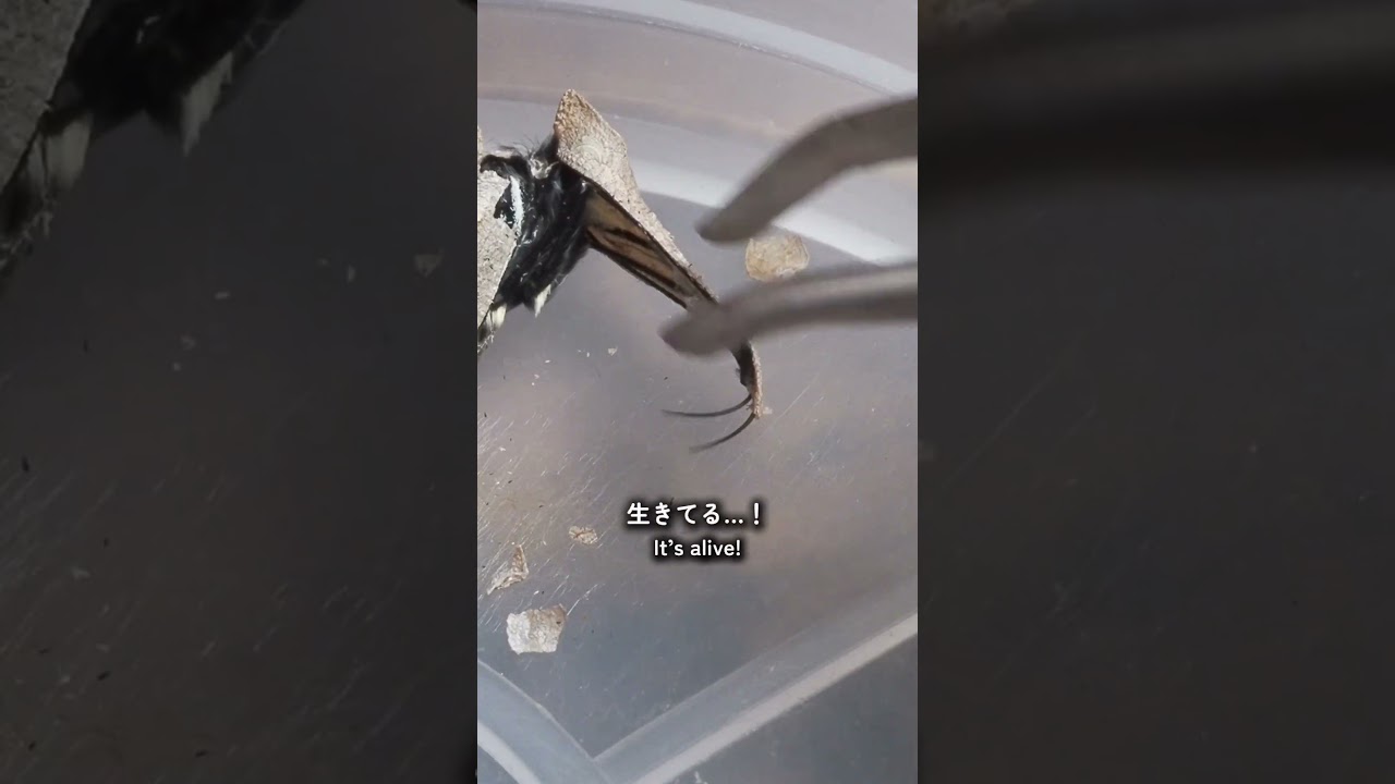 幼虫の頃から育てたナミアゲハさん。蛹にうっすらと色がつき、蛹が動き始めてから2日経過。⁡⁡⁡⁡全く動かなくなってしまったので、蛹を開いてみることに…。⁡続きは後日投稿します🦋