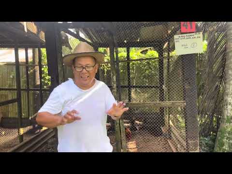 breeding murphy whitehackles, albany and kelsos