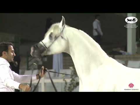 N 213 AJ SABRAN   The 13th Makkah International Region Championship   Colts 3 Years Old Class 9