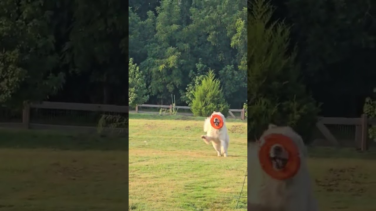Enlarge Merida in SC - Sweet & Playful Pocket Pyr, a Adoptable mixed breed in Greenwood, SC video 3/4