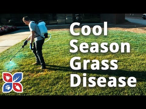  Do My Own Lawn Care  -  Cool Season Grass Disease Video 