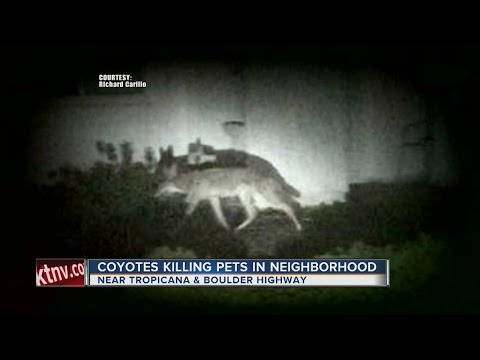 Department of Wildlife offers tips to keep coyotes away