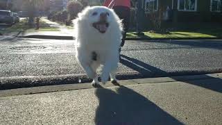 2020/12/16 Morning Walk with Mom【アメリカンエスキモードッグ/American Eskimo Dog】