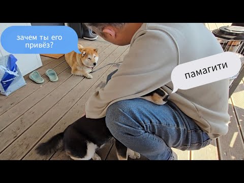 Как мы собак знакомили / Дача влог /KOREA VLOG