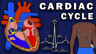 THE CARDIAC CYCLE - Phases, Pressure Changes, ECG/EKG