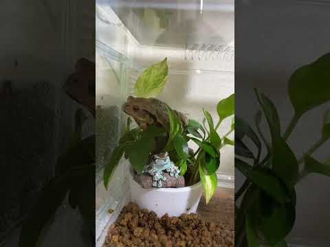 紫色のヒキガエル 植物