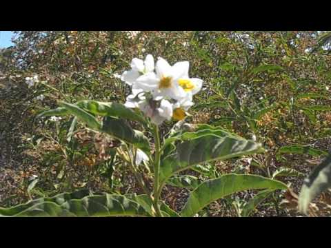Otro vídeo del Naranjillo: Solanum bonariense