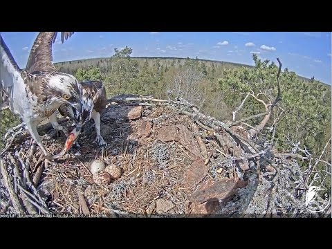 2017/05/12 15h09m Latvian Osprey~Teo brings a nice fish for Tina~