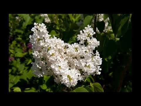 DEN GAMLE SYREN - Victor Cornelius med Teddy Petersen og hans orkester 1936